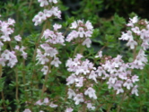 Thymus vulgarisEchte tijm bestellen